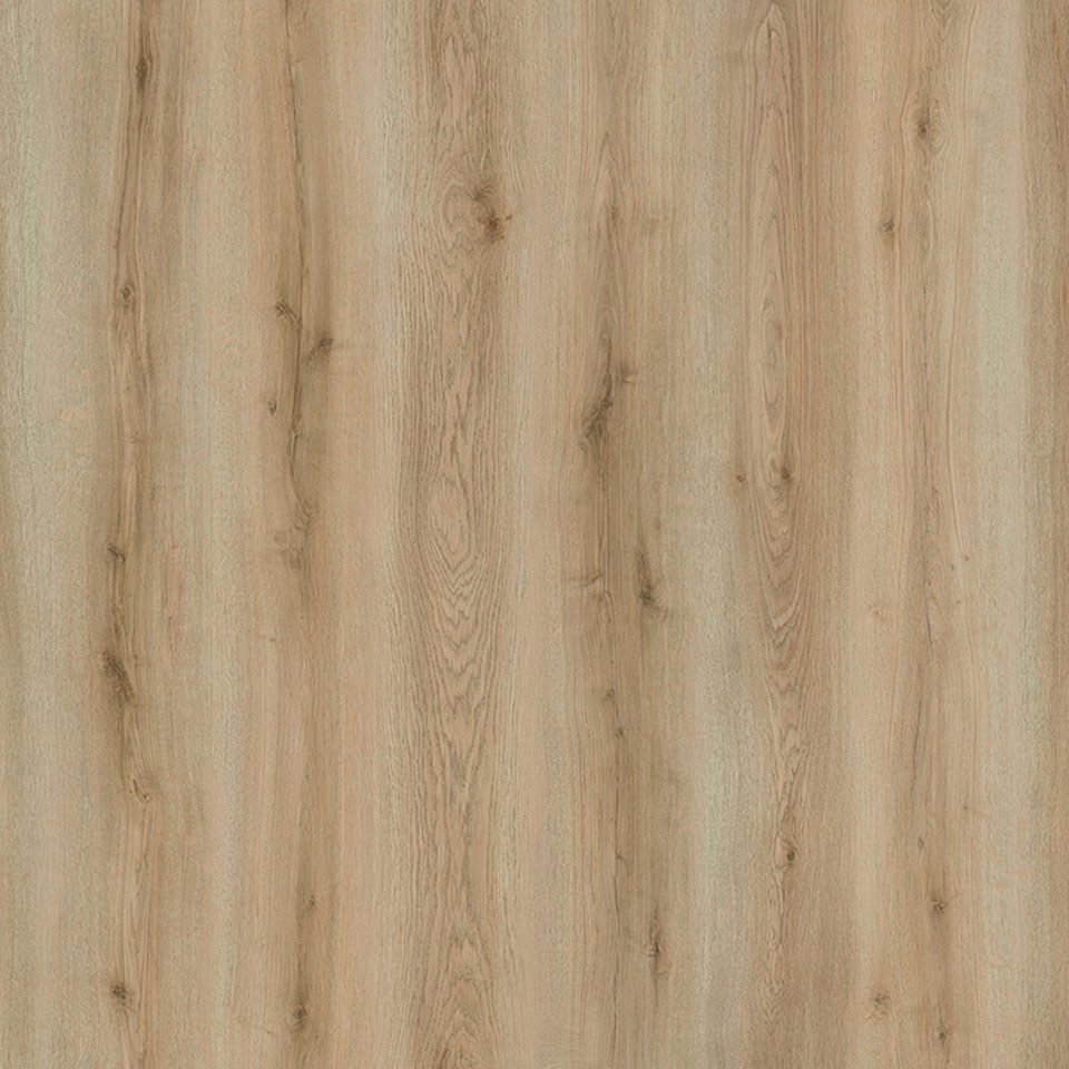 D80962-Edersee-Eiche-Natur_3